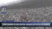 San Miguel: Lobo marino se encuentra varado en playa Los Domos - Noticias de elefante-marino