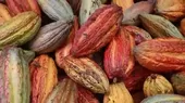 Satipo: organizan festival del cacao y ajonjolí 2022 - Noticias de ladron