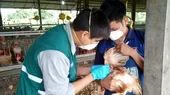 Senasa: consumo de productos avícolas no representa riesgo por influenza aviar - Noticias de gripe aviar