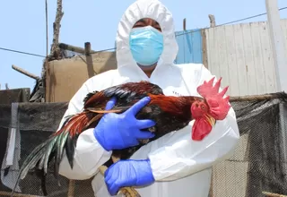 Senasa declaró emergencia sanitaria por brote de influenza aviar H5N1