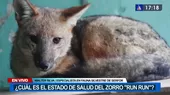 SERFOR confirma recuperación de zorrito 'Run Run' durante cuarentena - Noticias de cuarentena