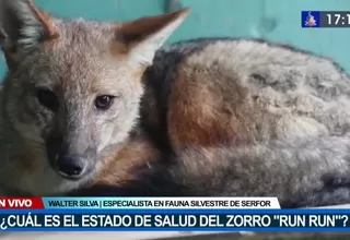 SERFOR confirma recuperación de zorrito 'Run Run' durante cuarentena