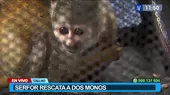 Serfor rescató a monitos ardilla que fueron abandonados en el Callao - Noticias de region-callao