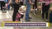 Surco: Municipio realiza vacunatón de perros y gatos hasta este viernes - Noticias de perros