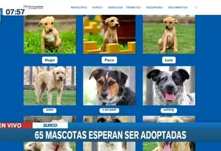 Surco presentó plataforma web para adoptar a animales rescatados