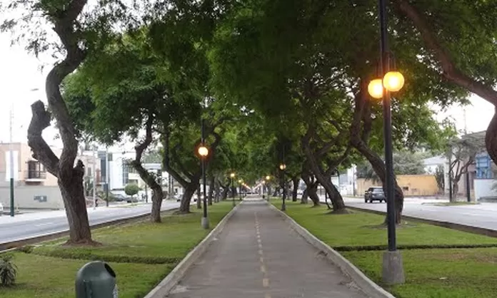 Jesús María: creen que ampliación de av. Salaverry afectará árboles y  ciclovía | Canal N