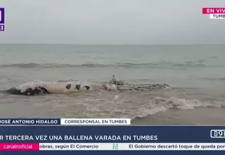 Tercera ballena jorobada varada en menos de dos meses en Tumbes