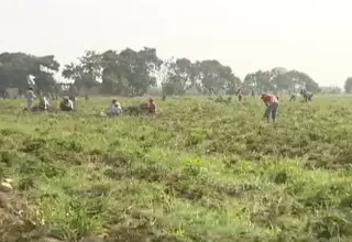 Por tercera vez se frustró compra de fertilizantes