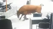 Toro suelto generó pánico en Lurín - Noticias de toro