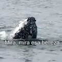 Tumbes: Liberan cr&iacute;a de ballena que qued&oacute; atrapada en redes de pesca