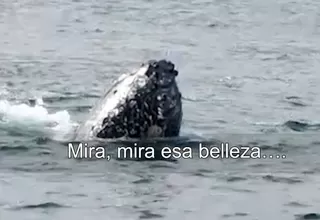 Tumbes: Liberan cría de ballena que quedó atrapada en redes de pesca
