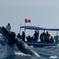 Tumbes: inició la temporada de avistamiento de ballenas jorobadas