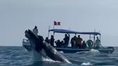 Tumbes: inició la temporada de avistamiento de ballenas jorobadas - Noticias de tumbes