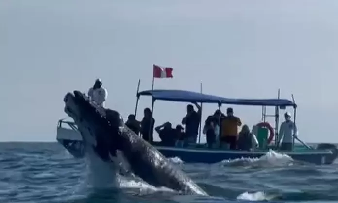 Tumbes: Inició La Temporada De Avistamiento De Ballenas Jorobadas | Canal N