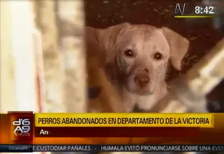 La Victoria: piden ayuda para 13 perros abandonados en un departamento