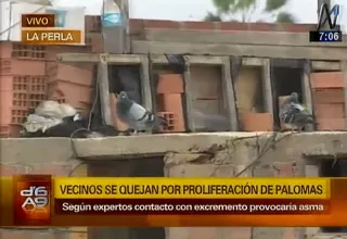 Callao: Región advierte de enfermedades que pueden provocar las palomas