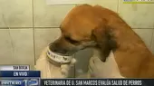 Veterinaria de San Marcos evalúa salud de los perros abandonados en la Victoria - Noticias de veterinaria