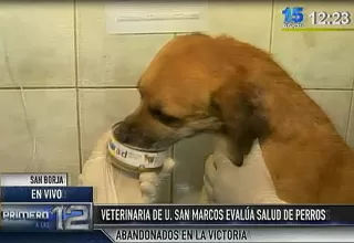 Veterinaria de San Marcos evalúa salud de los perros abandonados en la Victoria