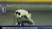 Rescatan a perrito que cayó desde la maletera de un auto en la Vía Expresa - Noticias de Perritos
