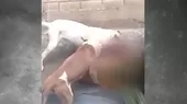 [VIDEO] Chiclayo: Perros Pitbull atacan a otro can en distrito de Monsefú - Noticias de distritos