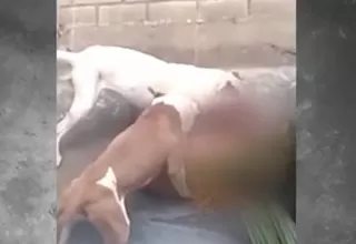 [VIDEO] Chiclayo: Perros Pitbull atacan a otro can en distrito de Monsefú