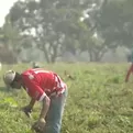 [VIDEO] Midagri crea comisión para comprar fertilizantes