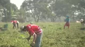 [VIDEO] Midagri crea comisión para comprar fertilizantes - Noticias de huancayo