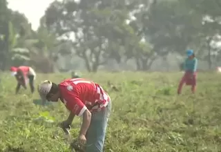 [VIDEO] Midagri crea comisión para comprar fertilizantes