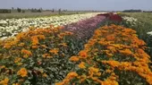 [VIDEO] Semana Nacional de las Flores - Noticias de edison-flores