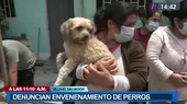 Villa El Salvador: Vecinos denunciaron que delincuentes envenenan a sus perros - Noticias de perro