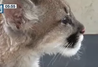 Zoológico municipal con nuevo inquilino: un puma andino