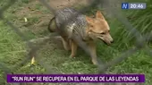 Zorro ‘Run Run’ se recupera en el Parque de las Leyendas - Noticias de zorro