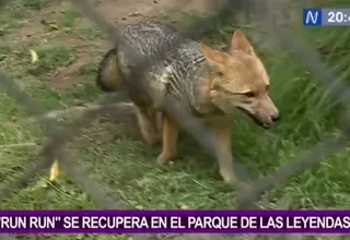 Zorro ‘Run Run’ se recupera en el Parque de las Leyendas