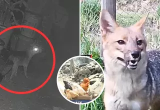Zorro salvaje en Ate: vecinos reportan ataques a gallinas
