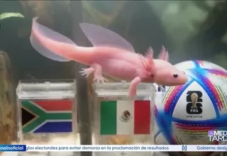 Mundial 2026: Paco, el ajolote, se perfila como nuevo oráculo del fútbol