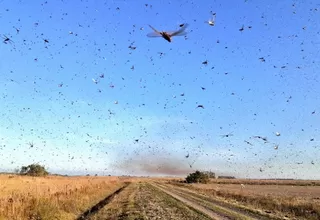 Corrientes, provincia de Argentina, sufre plaga de langostas y su control es "complejo"