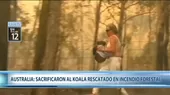 Australia: Lewis, el koala rescatado durante feroces incendios, fue sacrificado - Noticias de abierto-australia