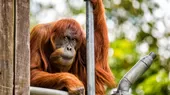 Australia: muere en un zoológico el orangután más viejo del mundo a los 62 años - Noticias de abierto-australia