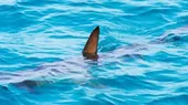 Australia: Un tiburón mató a una adolescente en un río - Noticias de renato-cisneros