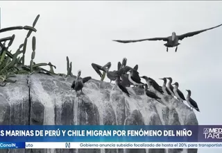 Aves marinas de Perú y Chile migran a Panamá por efectos del fenómeno de El Niño