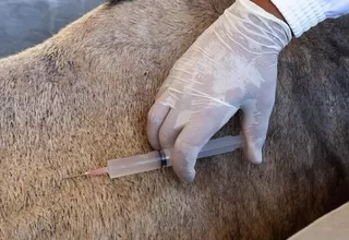 Brasil patenta suero elaborado a partir de plasma de equino para el tratamiento del COVID-19