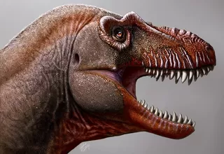 Canadá: Descubren una nueva especie de tiranosaurio de la familia de los T-Rex