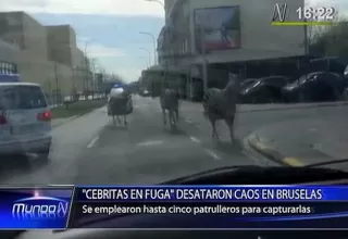 "Cebritas en fuga" desataron caos en Bruselas 