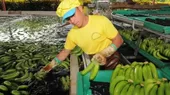 Centroamérica: alerta por plaga del banano en diferentes países  - Noticias de plaga
