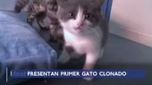 China: empresa clonó por primera vez a un gato con fines comerciales - Noticias de gato