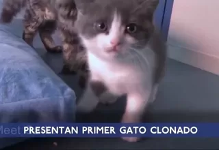 China: empresa clonó por primera vez a un gato con fines comerciales