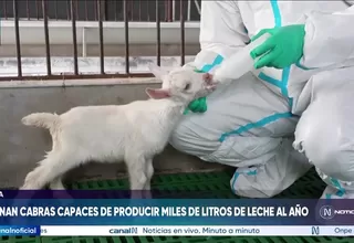 Científicos en China logran la primera clonación masiva de cabras lecheras de élite