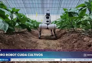 China: Robot cuadrúpedo con IA supervisa cultivos en invernaderos