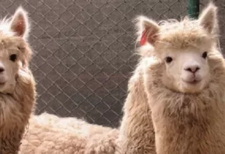 Coronavirus: Anticuerpo de la alpaca combate variantes brasileña, británica y sudafricana, según estudio