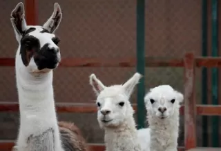 Nanoanticuerpo creado a partir de llamas y camellos podría servir contra el coronavirus, según estudio